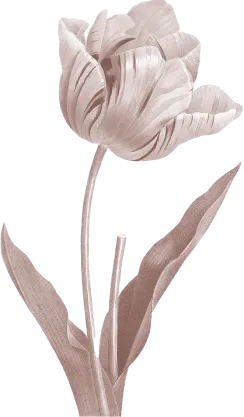 tulip